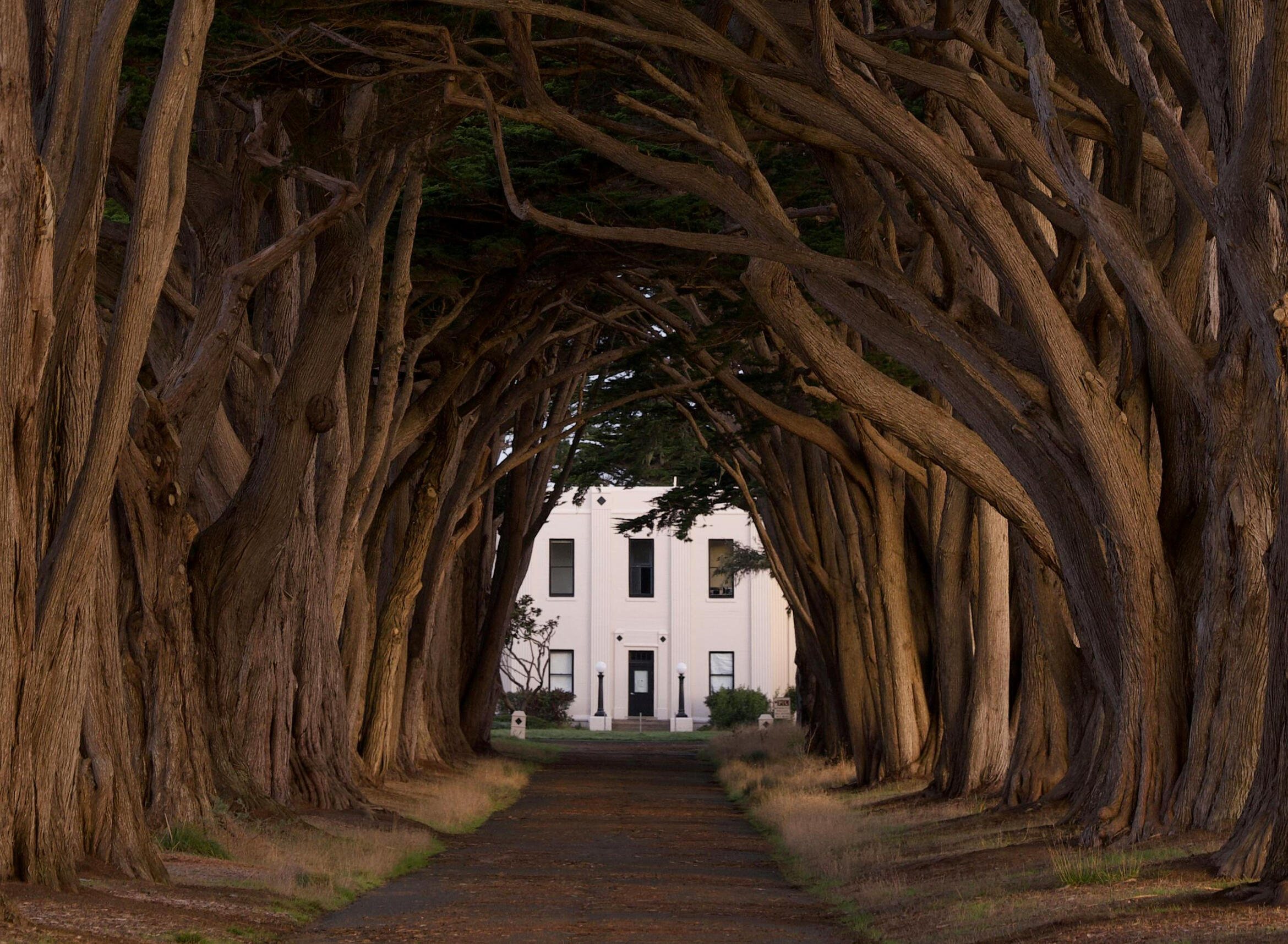 white house at the end of a interwoven tree lined pathway